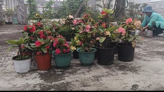 How to take care of Euphorbia Flowers 🌺euphorbiaflowersterracegardennature [upl. by Aksel900]