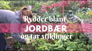 Rydder blant jordbær og tar stiklinger [upl. by Ethelstan]