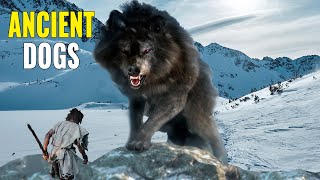 9 Most AMAZING Prehistoric Dogs [upl. by Eiramana]