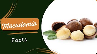 Macadamia Facts [upl. by Edgard]