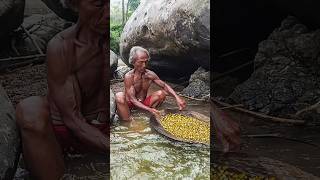 Traditional gold miners found a lot of gold in under large rocks shorts [upl. by Norbie]