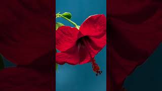 Flower Time lapse  timelapse shorts viralvideo trending shortsfeed [upl. by Bartosch]