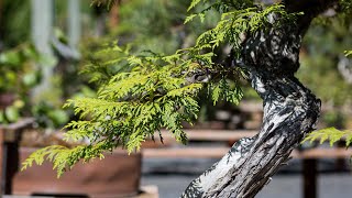 Master Summer Pruning Techniques for Western Redcedar Bonsai [upl. by Krik]