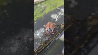 The Common Cockchafer flying beetle uk [upl. by Mehs]