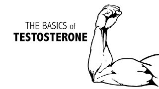 The Basics of Testosterone [upl. by Rafter734]