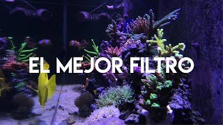 El mejor filtro para un acuario marino [upl. by Mccully]