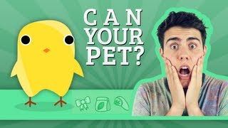 Can Your Pet  Zoella  AlfieGames [upl. by Swainson]