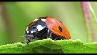 Sevenspotted Lady Beetle Coccinella septempunctata [upl. by Anelle]