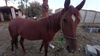 Watch the horse eat carrots in an amazing way [upl. by Joh]