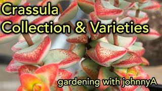 Crassula Collection Species and Varieties Update  A Detailed Tour [upl. by Tolliver]