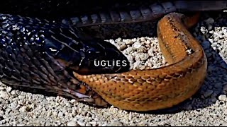 UICIDEBOY  Ugliest Lyric Video [upl. by Budding]