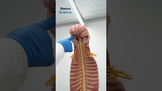 High Simulation Spinal Cord and Spinal Nerve Anatomy Model [upl. by Westberg767]