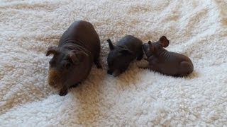 Hairless Guinea Pig amp Cute Babies [upl. by Dart]