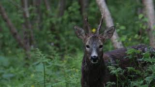 Deer in the wild  Giresunda Karacalar  Turkey with Canon 250d [upl. by Schwenk]