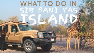 Sir Bani Yas Island Abu Dhabi Beach Wildlife Safari and Iftar Best Day Trip Deal [upl. by Renckens404]