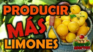 Trucos para Producir más Limones 🍋 Cuidar Limoneros y Fertilizante de Potasio  Huerto Adictos [upl. by Anelrahc]