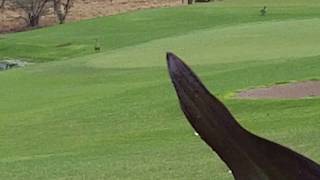 Endangered Hawaiian Nene geese at the Waikoloa Village golf course [upl. by Ylrac]