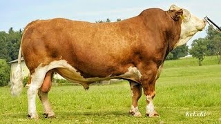 FleckviehSimmental bulls [upl. by Dripps]