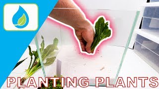 HOW TO PLANT AQUARIUM PLANTS PROPERLY [upl. by Hezekiah470]