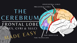 Lobes of the Brain Anatomy and Physiology of the Frontal Lobe  The Cerebrum brainanatomy shorts [upl. by Yeleek]