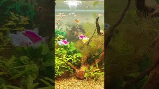 Life Through Glass The Beauty of Aquarium Fish [upl. by Ithaman]