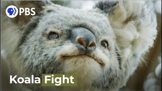 Male Koalas Battle over a Female [upl. by Linetta408]