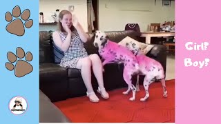 PETS GENDER REVEAL IDEAS  2018  ANIMALS DO PREGNANCY ANNOUCEMENT [upl. by Broida]