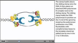 DNA Replication Animation  initiation elongation and termination [upl. by Oicaro935]