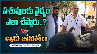 పశువులకు వైద్యం ఎలా చేస్తారు  Veterinary Doctor Lifestyle  NTV Idhi Jeevitham [upl. by Euqinotna]