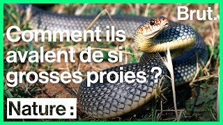 Comment les serpents avalent leur proie [upl. by Veal304]