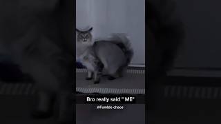 Look at this possessed cat 😂😮funny pets funnypets funnyshorts [upl. by Neelyk474]