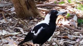 Australian magpie imitates alarm other birds dog [upl. by Enitnemelc]