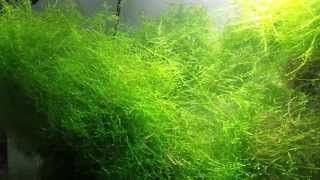 Tips On Growing Java Moss [upl. by Winzler]