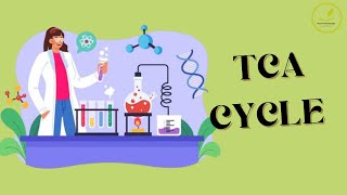 TCA Cycle  citric acid cycle  Krebs cycle tricarboxylic acid cycle [upl. by Malarkey]