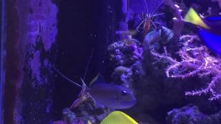 Cleaner shrimp attempted to clean blue throat jaw Triggerfish [upl. by Assirram365]