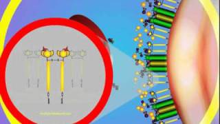 Antibiotic Resistance  Evolution Genetics Microbiology [upl. by Damha]