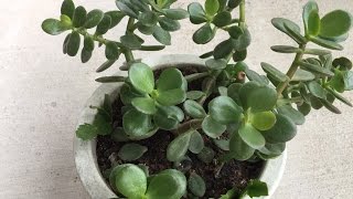 Propagating Jade Plant From Leaf Cuttings Part04 Final Update By Request [upl. by Behrens]