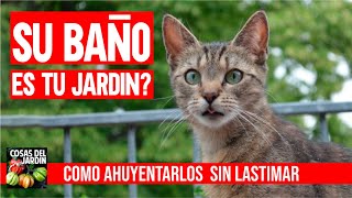 Como ahuyentar gatos del jardin sin lastimarlos  Como espantar gatos de las plantas [upl. by Helas]