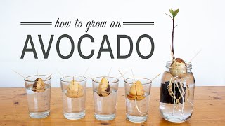 How to Grow an Avocado from Seed [upl. by Feingold]