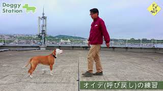 【特別編】服従訓練のやり方：DOGGY STATION Vol100犬のしつけ・問題行動・犬の心理学・犬の行動学・ドッグトレーナー・ドッグビヘイビアリスト [upl. by Sigrid]