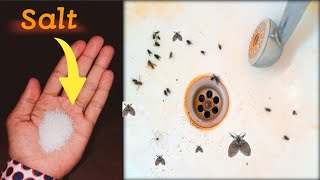 Magic Salt  How to Get Rid of Drain Flies  Home Remedy [upl. by Eimmij]