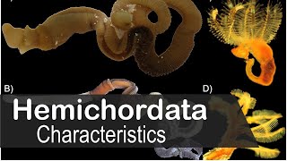 Hemichordata phylum characteristics  UPSC zoology optional [upl. by Gothurd]