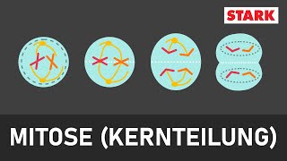 Mitose  mit Aufgaben STARK  Prophase Prometaphase Metaphase Anaphase Telophase  Zytokinese [upl. by Grimbal]