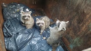 How to Get a Raccoon Out of Your Dumpster [upl. by Hudson]