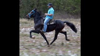 Standardbred Trotter Speed Racking Stallion [upl. by Derward]