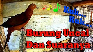 Burung Uncal Merah dan Suaranya [upl. by Drawe]