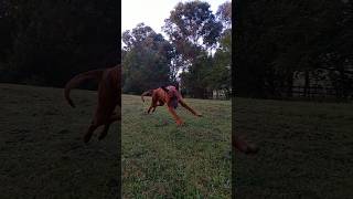 My Ridgeback Loki has 100 record of escape 😅 slow motion ridgeback dog australia [upl. by Nyloj]