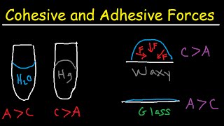 Cohesive and Adhesive Forces of Water [upl. by Negah]