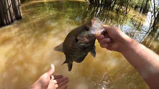 Springtime Wade Fishing for Giant Mississippi Crappie [upl. by Nnaul136]