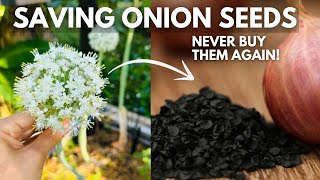 Save Onion Seeds so you NEVER Have to Buy Them Again [upl. by Einahpets]